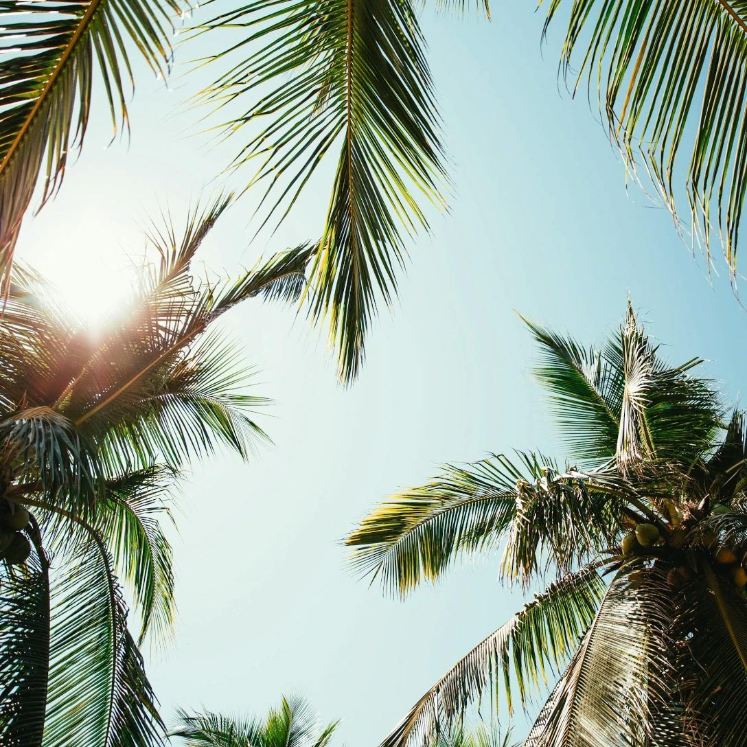 Palms, sun and blue skies